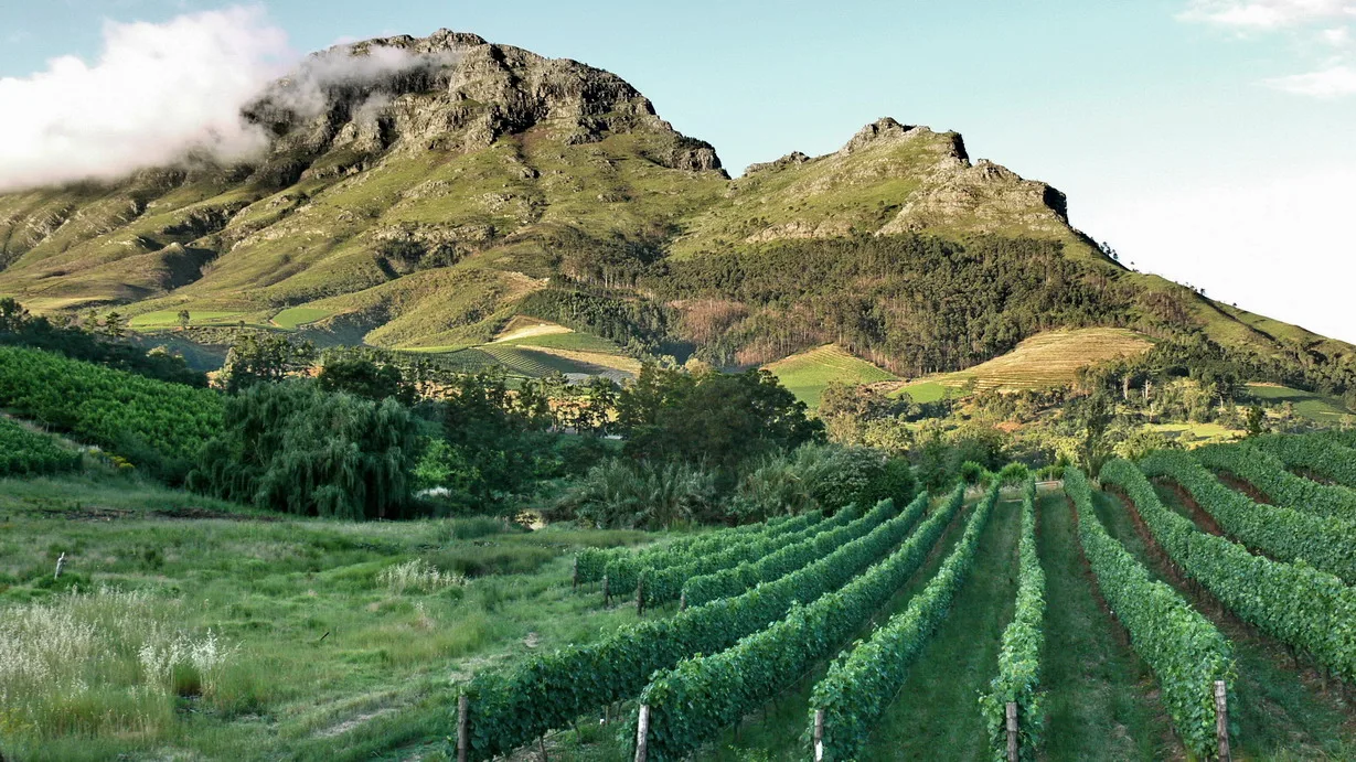 Vineyards in the Stellenbosch wine region
